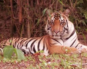 Neelam (T-65) - The Famous Tigress of Kanha National Park